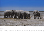 Elefanten an Wasserloch, Etosha-Pfanne, Namibia. Foto: André Schär