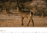 Wasserbock, Namibia. Foto: André Schär