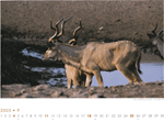 Kudu, Etosha-Pfanne, Namibia. Foto: André Schär